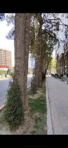 2-комнатная квартира в Душанбе, Исмоили Сомони — фото 2, кухня